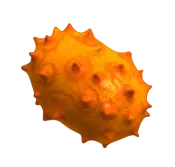 Kiwano Fruit Warp